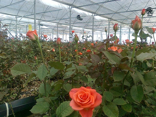 گلخانه گل رز