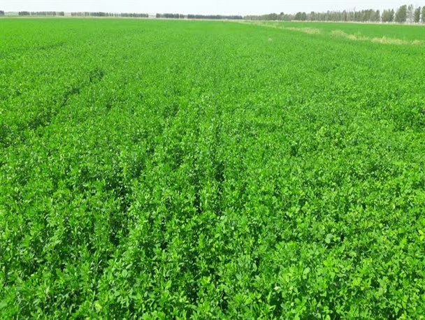 کشت یونجه نوع آبیاری : زیر سطحی